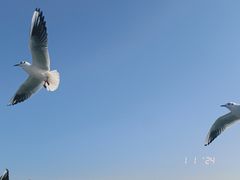 -栈桥景区