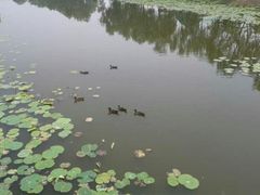 android_upload_pic-白洋淀景区