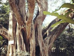 -瑞丽独树成林风景区