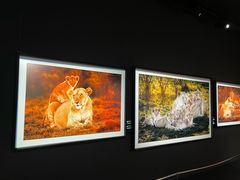 -罗红摄影艺术馆