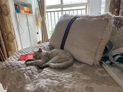 -康旭宠物医院(郑州总院)