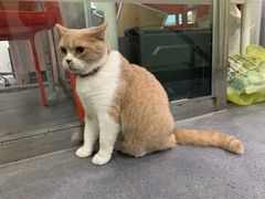 -伟伟宠物医院·CT影像中心·瑞派犬猫综合性门诊(汉口总院)
