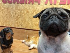 -和它·交个朋友·狗咖猫咖(爱琴海店)