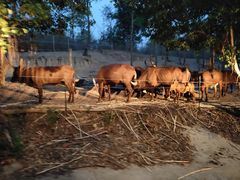 -清迈夜间动物园