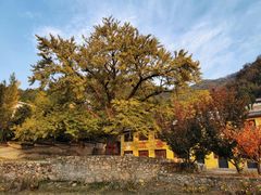 -遵化市禅林寺古银杏风景园