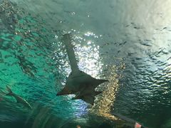 -瑞普利水族馆