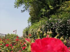 -杏花村文化旅游区