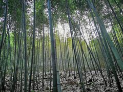 -潜山国家森林公园