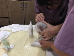 -严国平动物医院(德政总院)