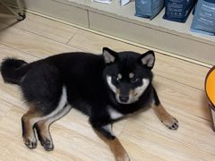 -嘉馨宠物医院·CT影像转诊·心脏科·犬猫全科诊疗中心(下沙大学城院区)