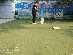-宠物寄养训练学校