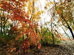 -上海共青森林公园