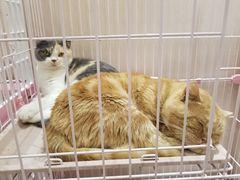 -藏猫猫咖啡主题馆(中央大道店)