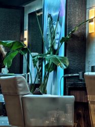 -Z.X HAIR SALON张新美业