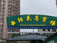 -曲阳花鸟市场(曲阳路店)