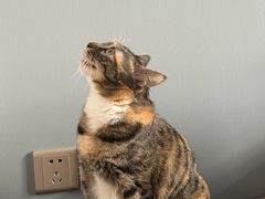 -纳吉亚猫专科动物医院·北北分院