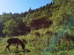 -武陵山森林公园