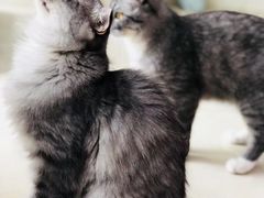 -瑞鹏宠物医院·骨科·猫科·内科(第一中心)