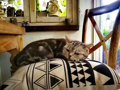 -海边的猫和咖啡馆