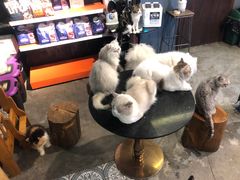 -more than meow吴止猫主题餐厅(承德 中船汇店)