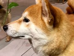 -柴务处·柴犬主题狗咖