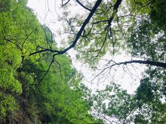 -牛背梁国家森林公园