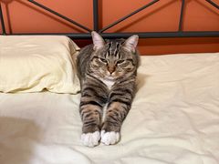 -心仪动物医院·牙专科·肿瘤·心脏科(西客站院)