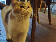 -猫岛主趣味餐厅(鼓浪屿店)