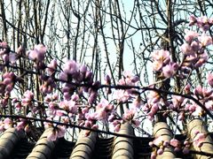 -桃花堤公园