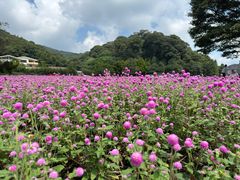-广州市石门国家森林公园