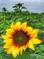 -Bollins波林丝•专研护发中心