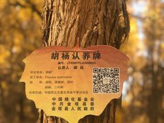 -金塔沙漠胡杨林景区