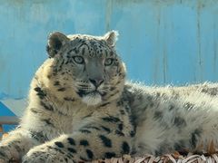 -青藏高原野生动物园