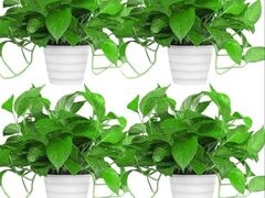 -玫瑰花园自助烤肉(朝阳北路店)