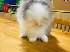 -藦茜花园宠物主题亲子互动体验馆(国顺东路店)