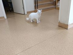 -芭比堂宠物医院·全科爱猫医院·仁德分院