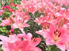 -长春农业博览园