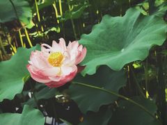 -陈家山荷花公园