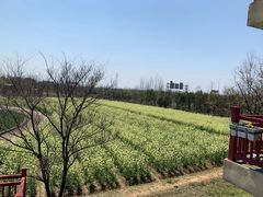 -杭州湾海上花田景区