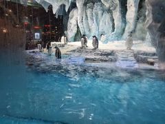 -帝企鹅自助餐厅•儿童岛•真企鹅(长隆企鹅酒店)