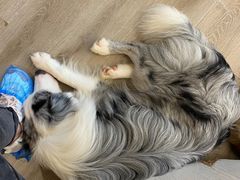 -浣熊柯尔鸭土拨鼠·电玩咖