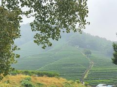 -十八棵（老龙井）御茶园(老龙井店)