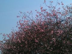 -上海市龙华烈士陵园