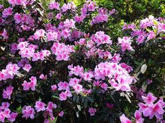 -铁山坪森林公园