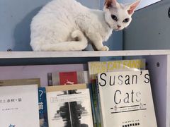 -喵的天空名猫咖啡馆·撸猫·猫舍·用品