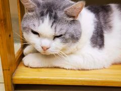 -瑞派动物医院·猫专科·至诚(江南中分院)