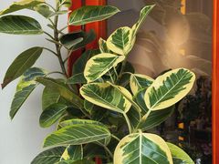 -花屿鲜花(淡水店)