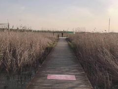 -盐城丹顶鹤湿地生态旅游区