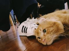 -猫小院猫主题咖啡厅(北锣店)