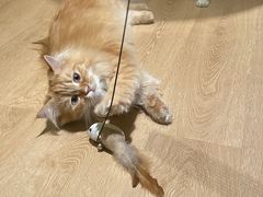 -猫腻·猫咖·撸猫馆(星光大道店)